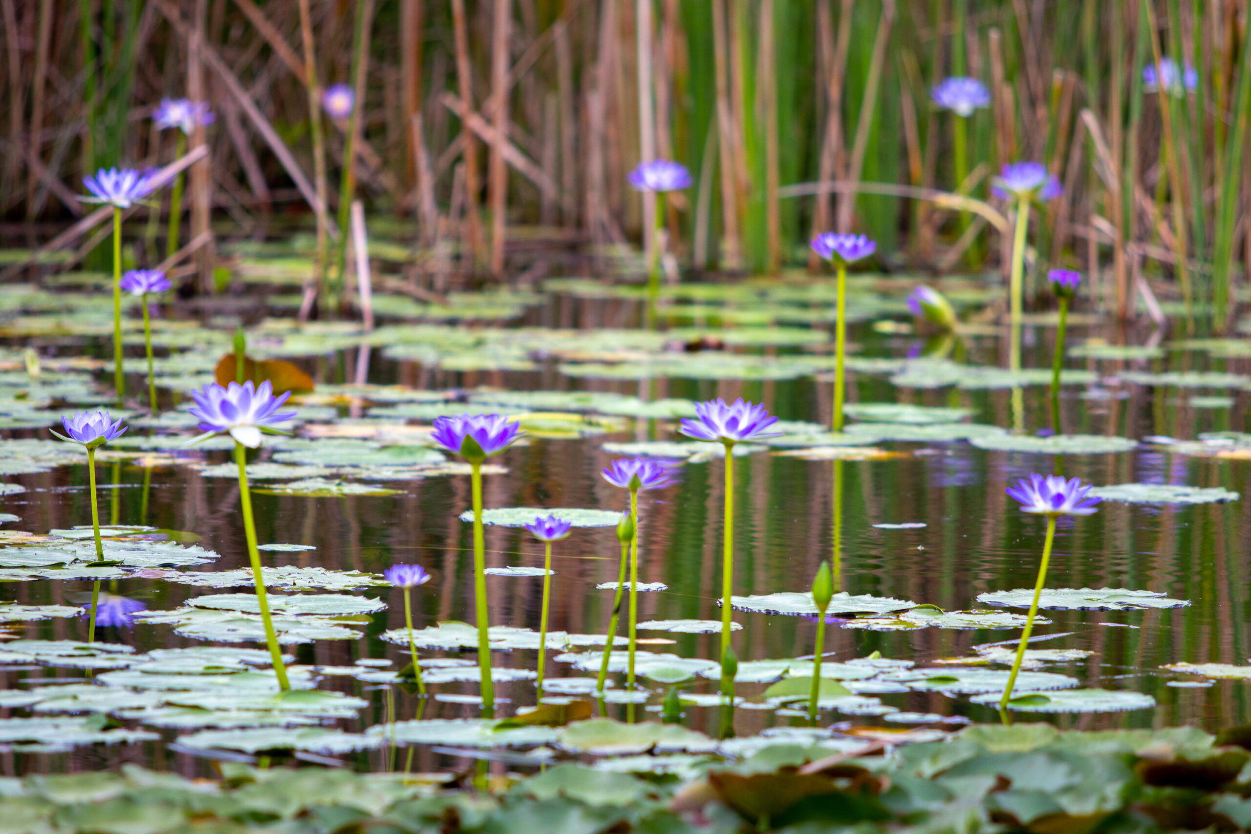 Artesian Spring Lillies