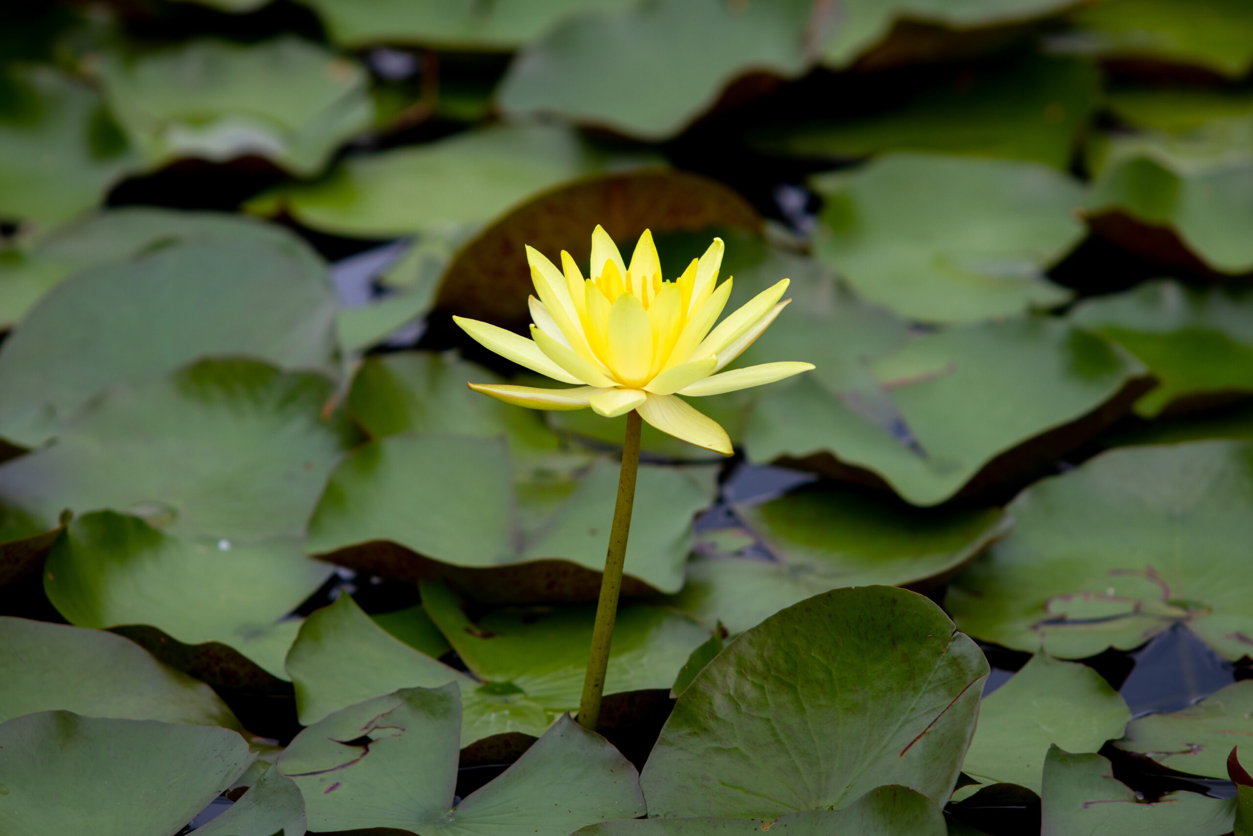 Artesian Spring Lilly