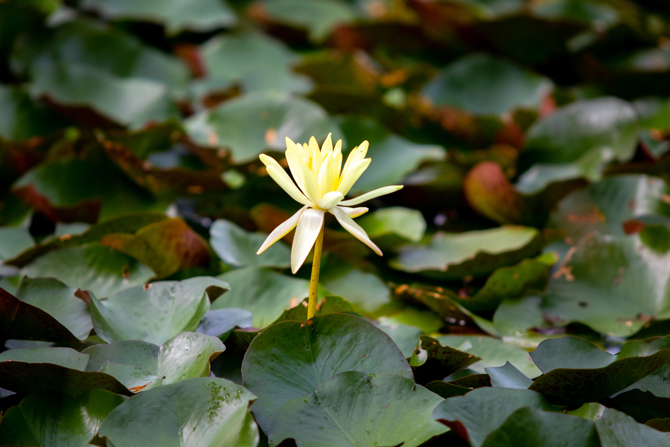 Artesian Spring pond Lilly