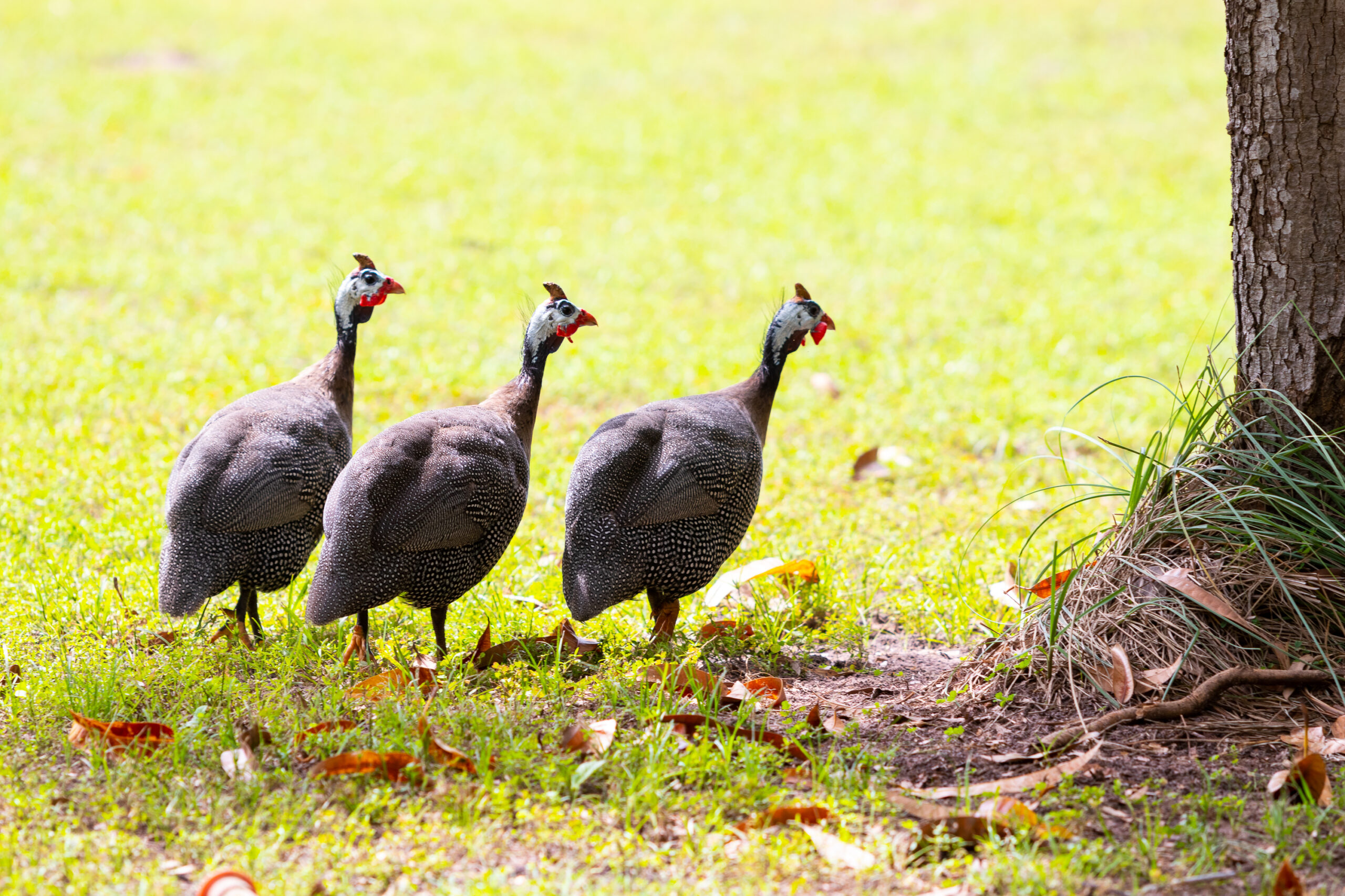 Camp Pea Hens