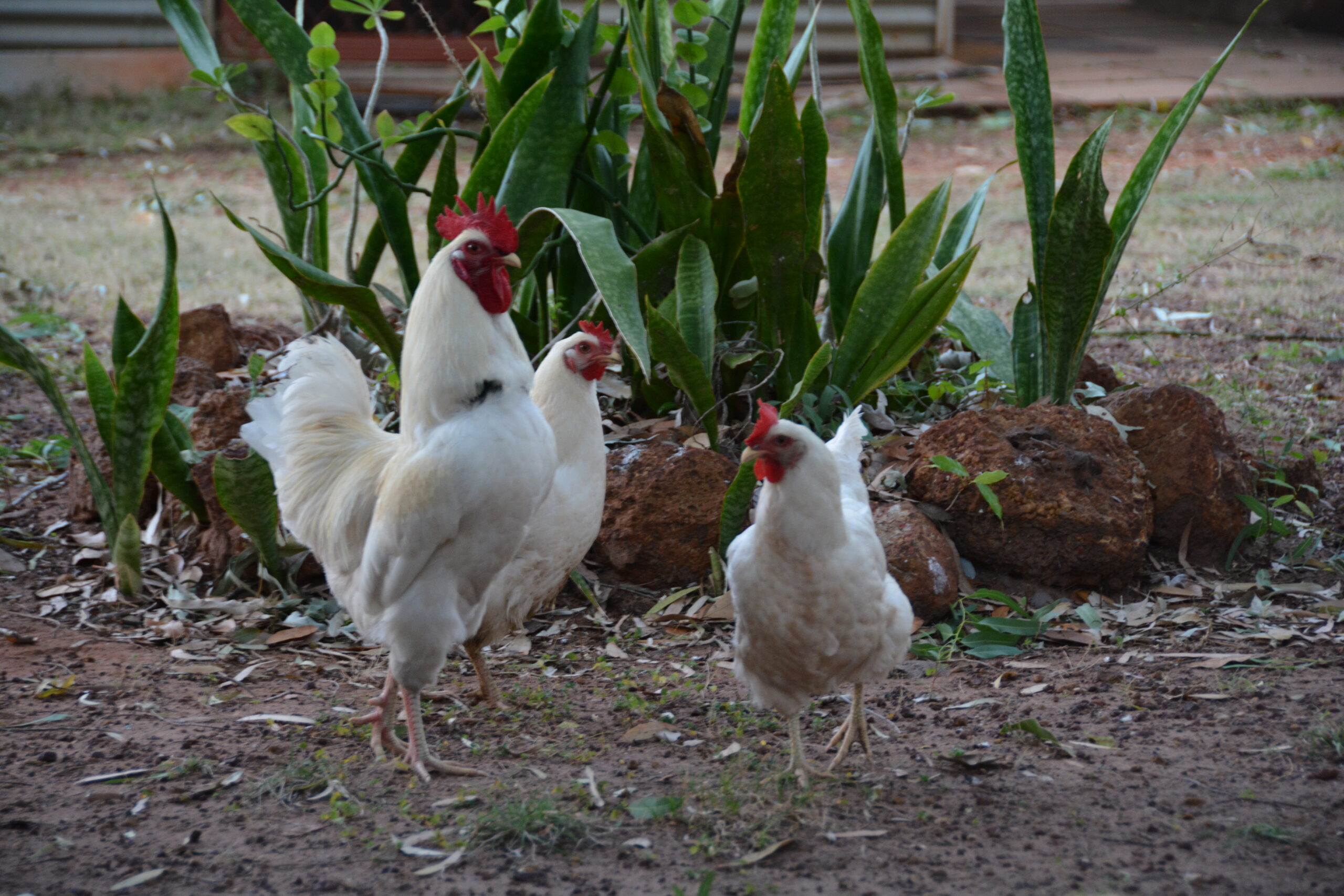 Friendly chooks