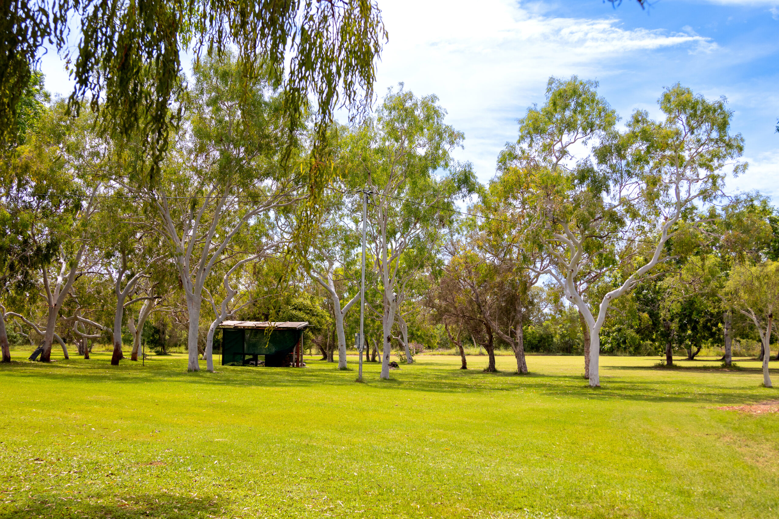 Grassy shaded sites BWG